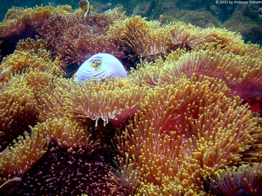 Phuket - Anemone Reef, Phuket,Thailand
