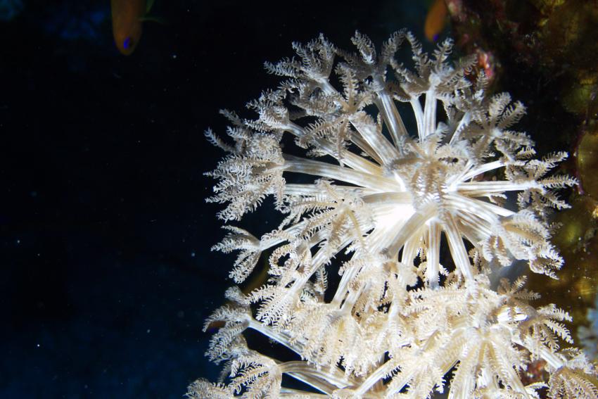 Big Blue Mashraba, Dahab, Ägypten, Sinai-Nord ab Dahab