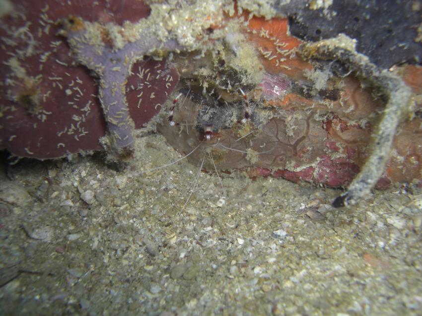 Ne kleine Krabbe, Pulau Perhentian,Malaysia