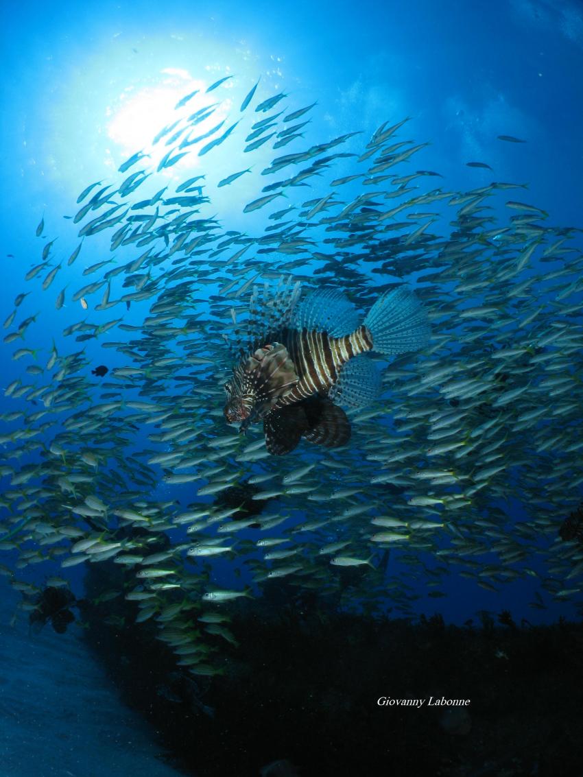 Wrack, Mauritius, Sea Urchin, Flic en Flac