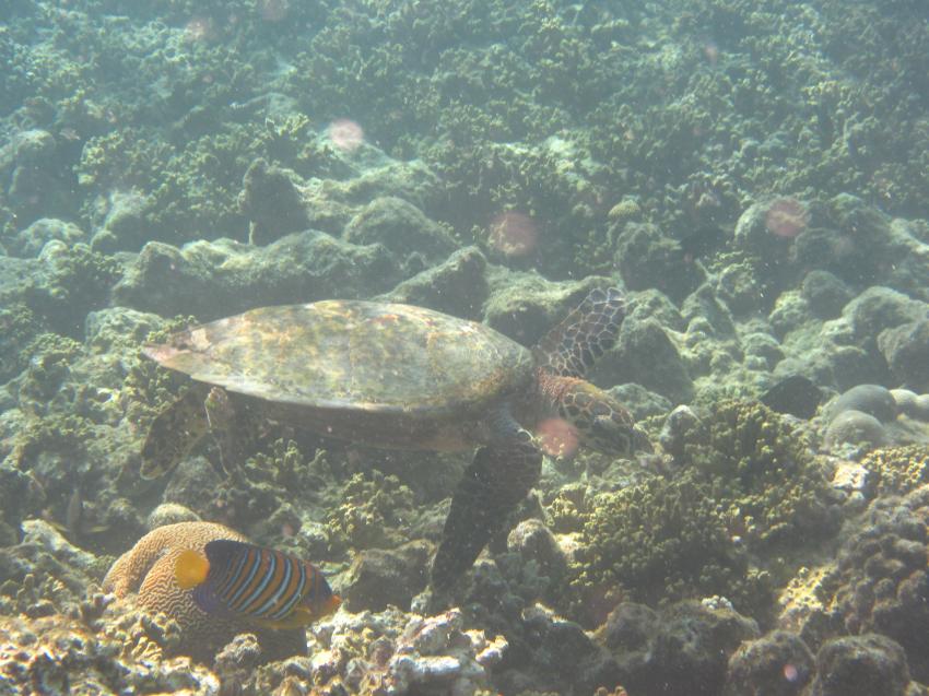Hausriff Kagi, Schildkröte, Euro-Divers Kagi Maldives, Malediven