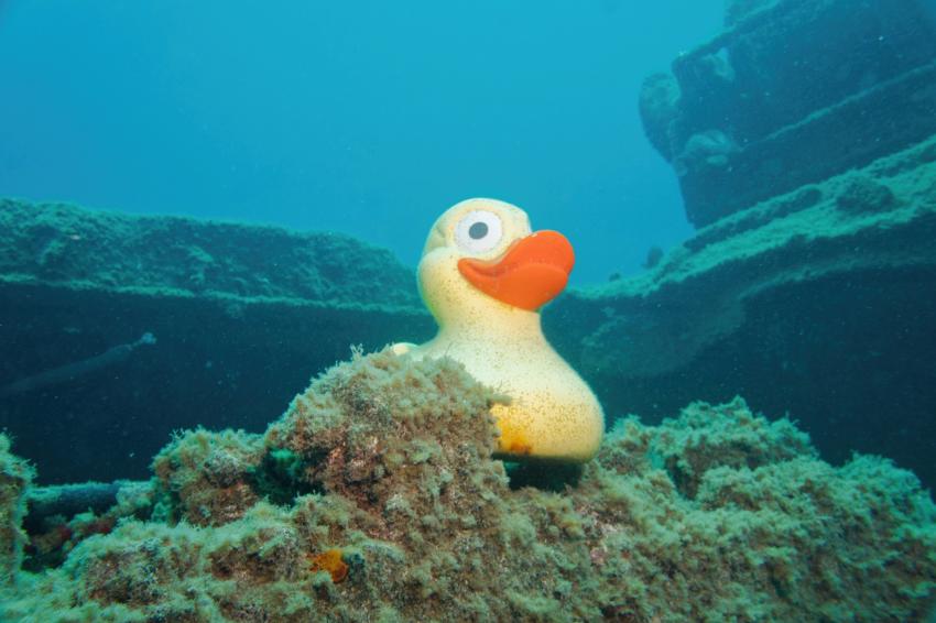 Ente, Zeus Dive Center, Playa del Ingles, Gran Canaria, Spanien, Kanaren (Kanarische Inseln)