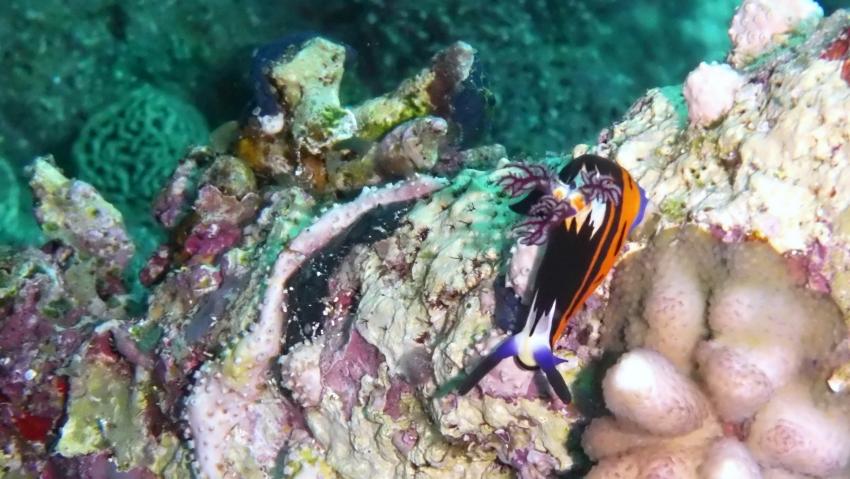 M/Y Independence II, Ägypten