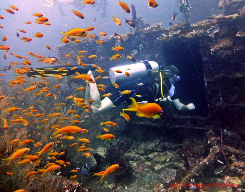 Tauchen mit Casa Mia, Nort Ari Atoll, Mathiveri (Casa Mia),Nord Ari Atoll,Malediven,Mathiveri,Nord Ari Atoll- Casa Mia