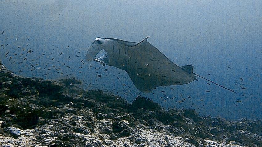 DivePoint Meedhupparu, Malediven