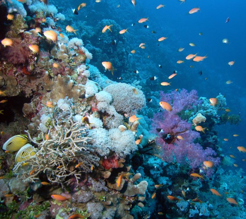 Safaga 01/2011 Teil 3, Safaga - allgemein,Ägypten