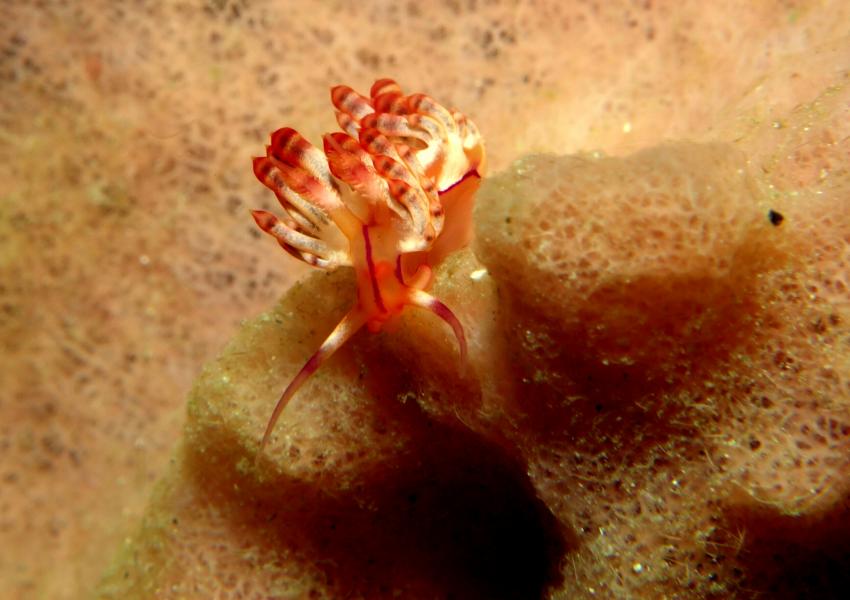 Nudibranch, Nacktschnecke, Salibay Resort, Halmahera, Molukken, Indonesien, Allgemein
