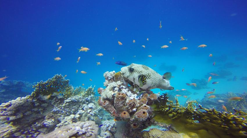 Weißfleck-Kugelfisch, Extra Divers El Quseir, Mövenpick Resort, Ägypten, El Quseir bis Port Ghalib