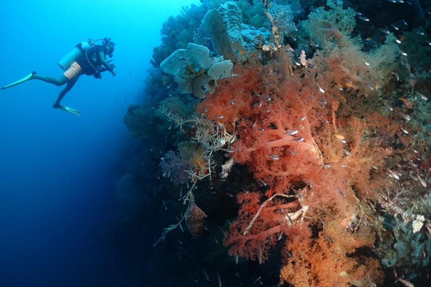 Savedra, Panagsama Moalboal, Cebu, Philippinen