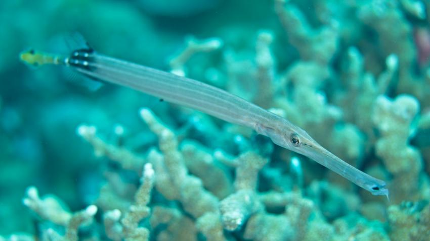 Trumpet Fish , Riff reef Gorontalo Diving, Oceana Dive Resort, Gorontalo, Indonesien, Sulawesi