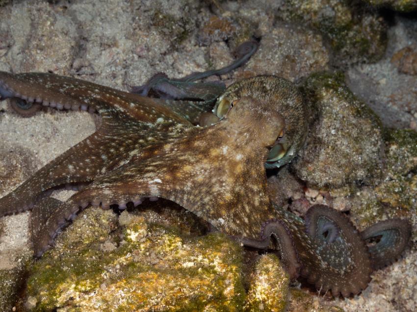 Octopusi, Südliche Ägäis - Symi - Halbinsel Datca,Türkei
