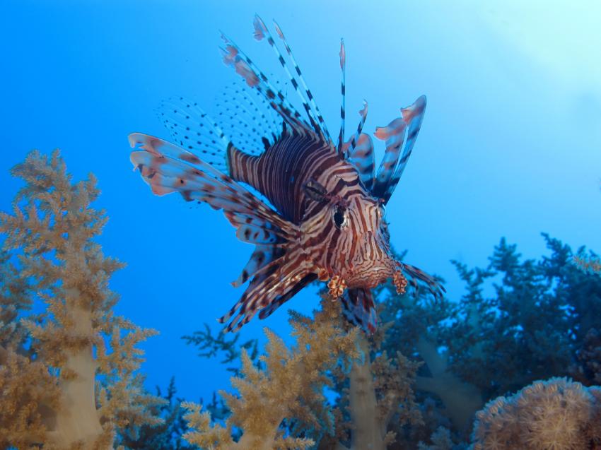 SimSim Dive, Ägypten, Hurghada