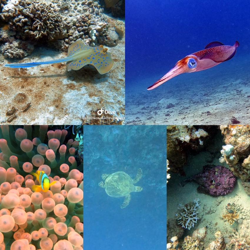 Extra Divers - Sentido Akassia Beach Resort & Calimera Akassia Swiss Resort, Ägypten, El Quseir bis Port Ghalib