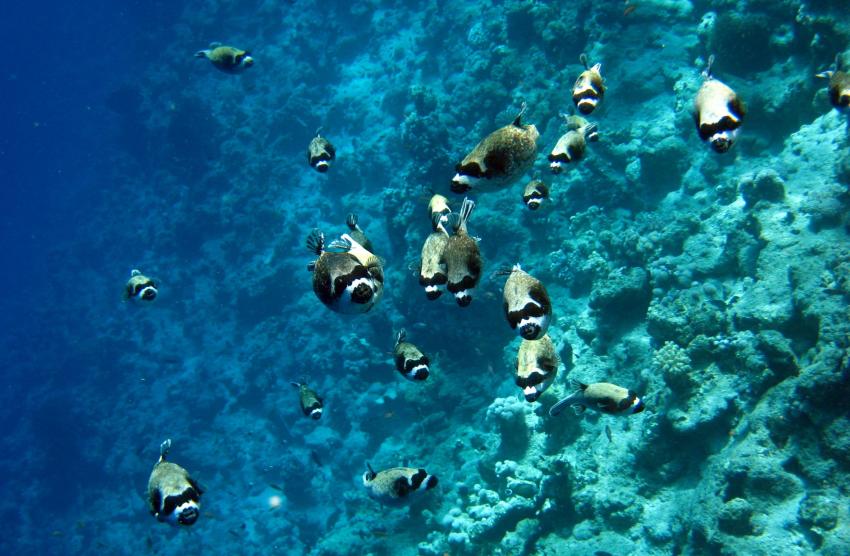 Sharm el Sheikh Hotelriff Grand Hotel, Sharm el Sheikh - allgemein,Ägypten,Kugelfische,Schwarm,Masken-Kugelfisch