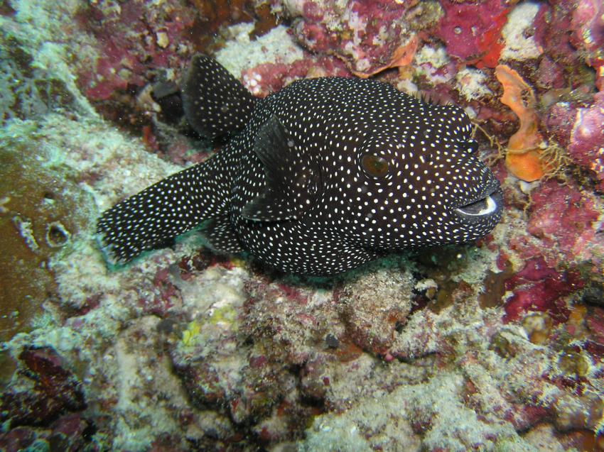 Ellaidhoo, Ellaidhoo,Ari-Atoll,Malediven,Kugelfisch,schwarz,gepunktet