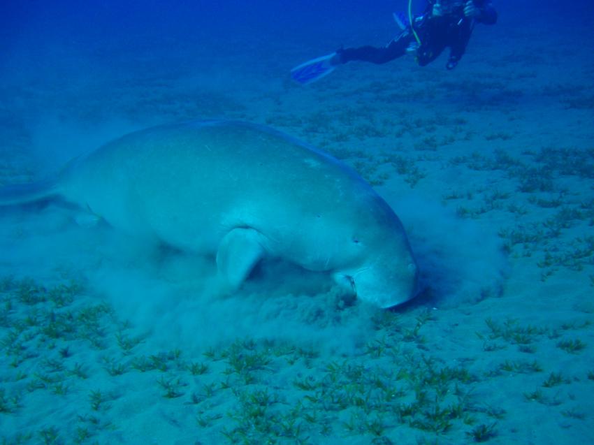 Diving akassia, El Quseir - allgemein,Ägypten,Dugong,Taucher