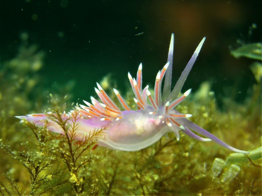 Pink Flabellina