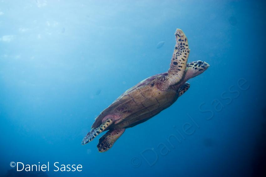 Schildkröte, , Schildkröte, turtle, Poseidon Dive Academy, Ao Nang, Thailand, Andamanensee