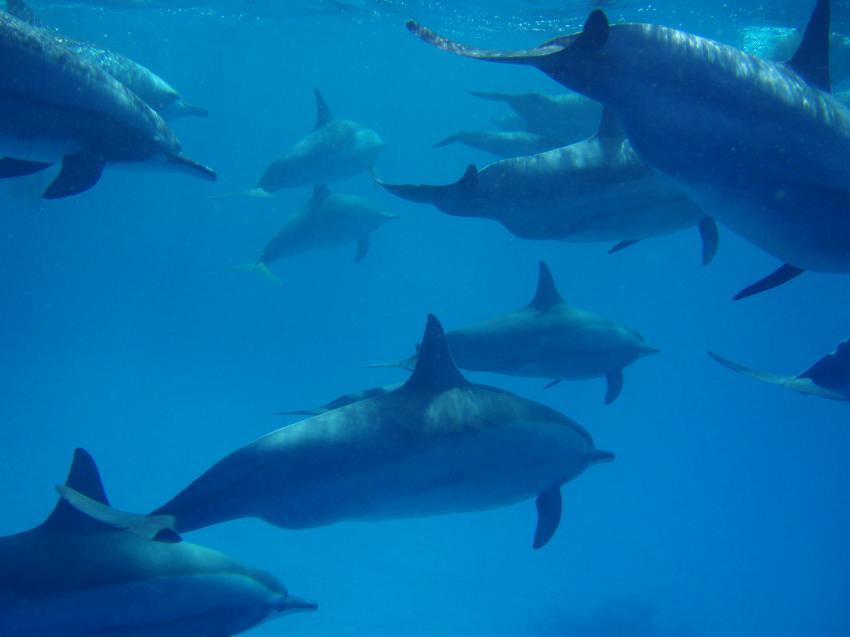 Akassia diving, El Quseir - allgemein,Ägypten,Delfine,Cetacea