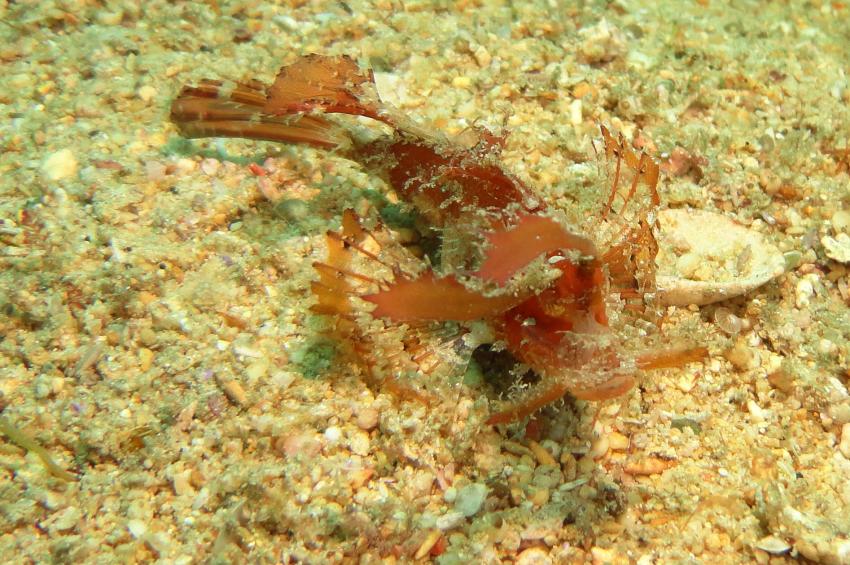 Bei den Cocktail Divers im Garden of Eden, Mindoro,Philippinen