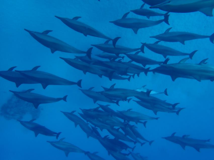 ORCA Dive Club Wadi Lahmy Azur / bei Hamata, Ägypten, Marsa Alam und südlich