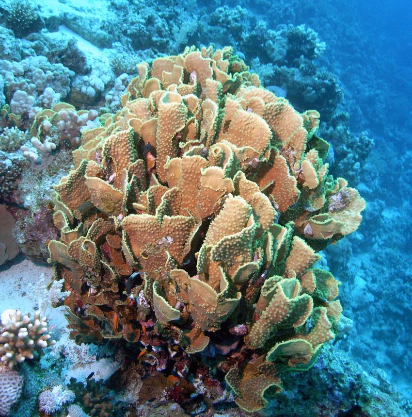 Safaga 01/2011 Teil 3, Safaga - allgemein,Ägypten