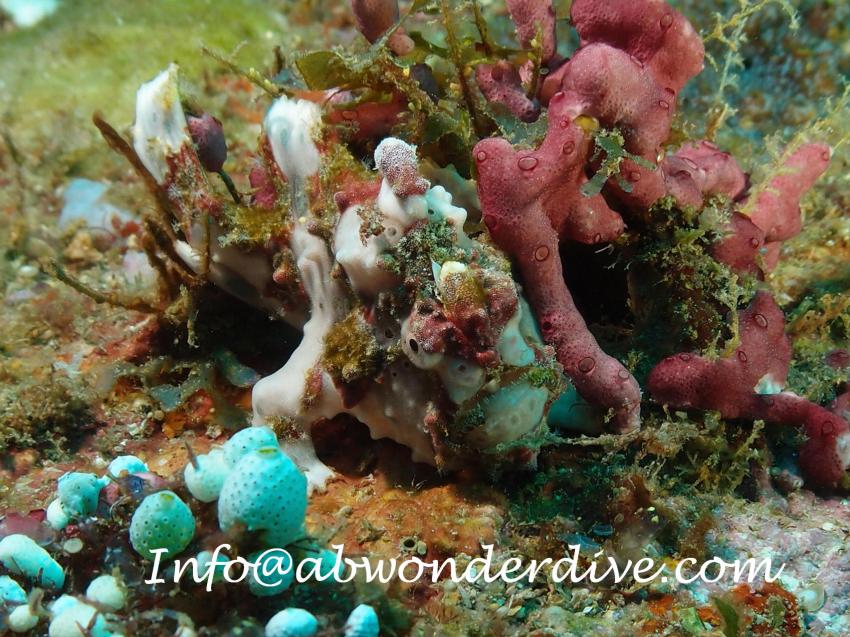 ABWonderdive the real stuff., Mindoro,Philippinen