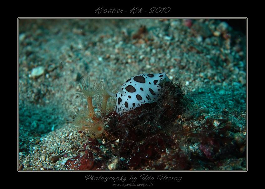 Tauchen mit Divesport Krk, Krk,Tauchplätze um-,Kroatien