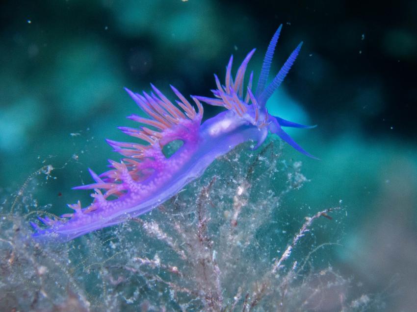 Nacktschnecke, Pollo Diving Asd, Italien, Sardinien