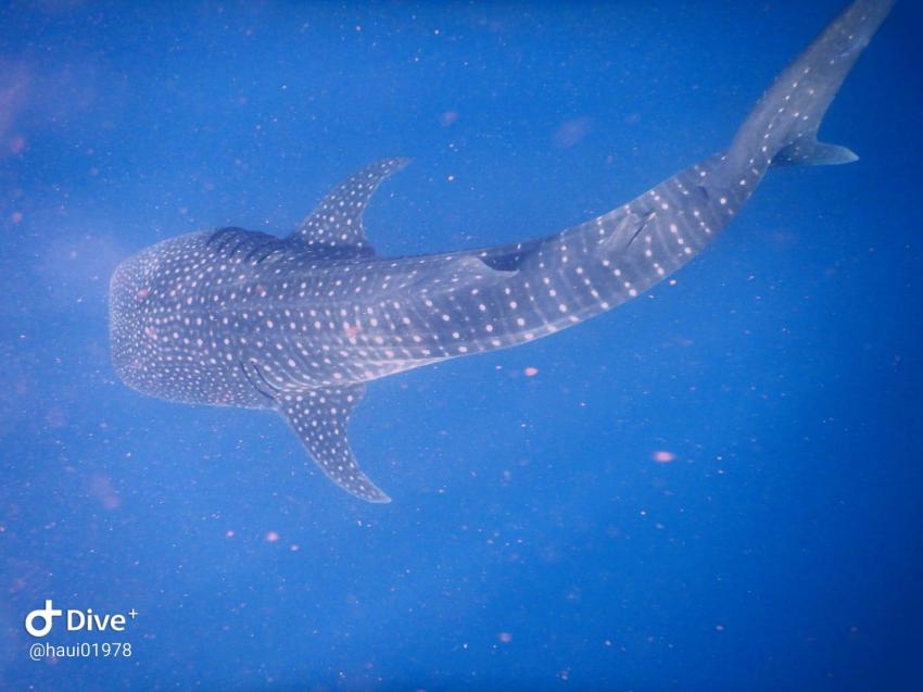 Shamar Divers Maamigili, Malediven