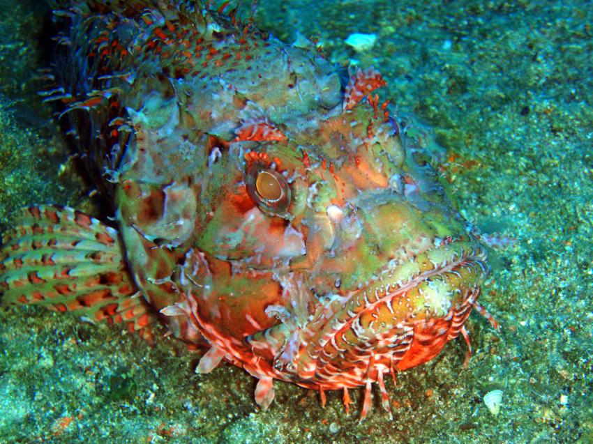 Drachenkopf, Octopus Garden Diving Center - Deutsche Tauchbasis & Akademie, Malta, Malta - Hauptinsel