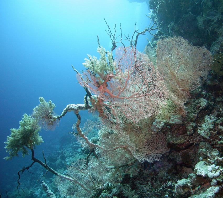 Safaga 01/2011 Teil 2, Safaga - allgemein,Ägypten