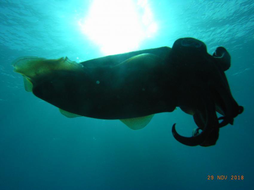 beim Dekostopp :-), Atlantis Diving, Marsalforn, Gozo, Malta, Gozo