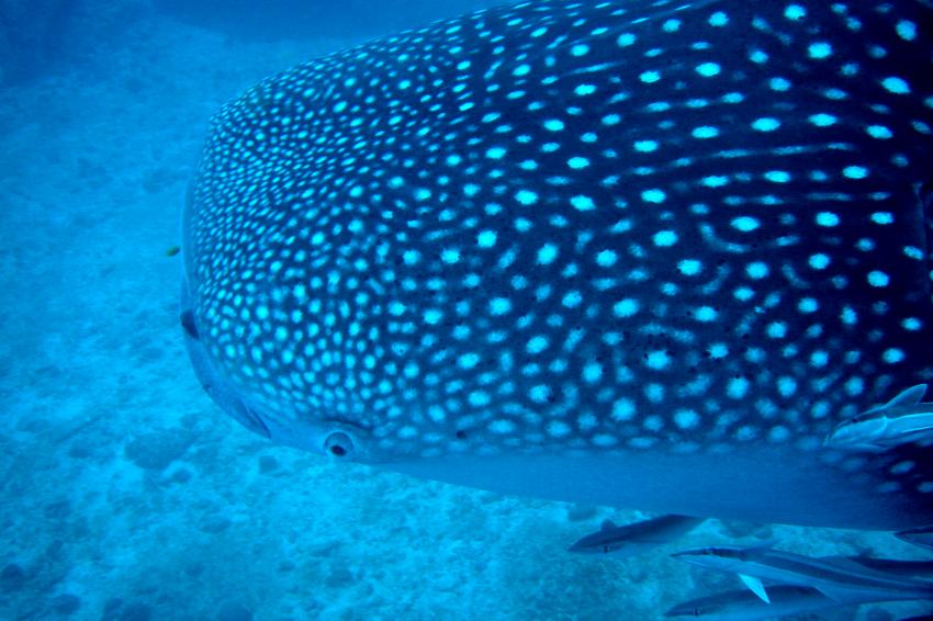 Mahe- Walhai - Ocean Dream Divers, Mahé,Seychellen