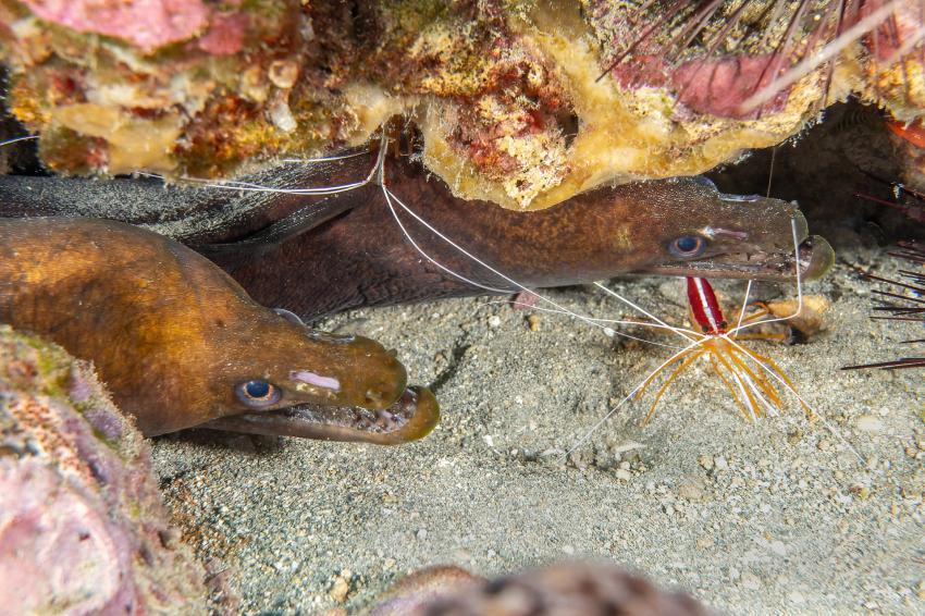 Dive São Tomé, Sao Tome und Principe