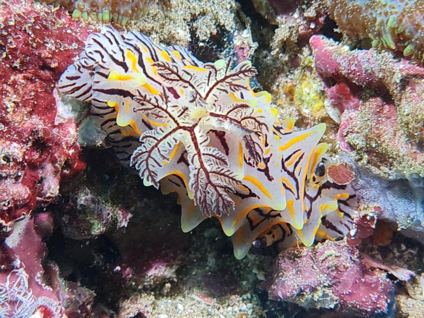 Extra Divers - Mirbat, Oman, Oman