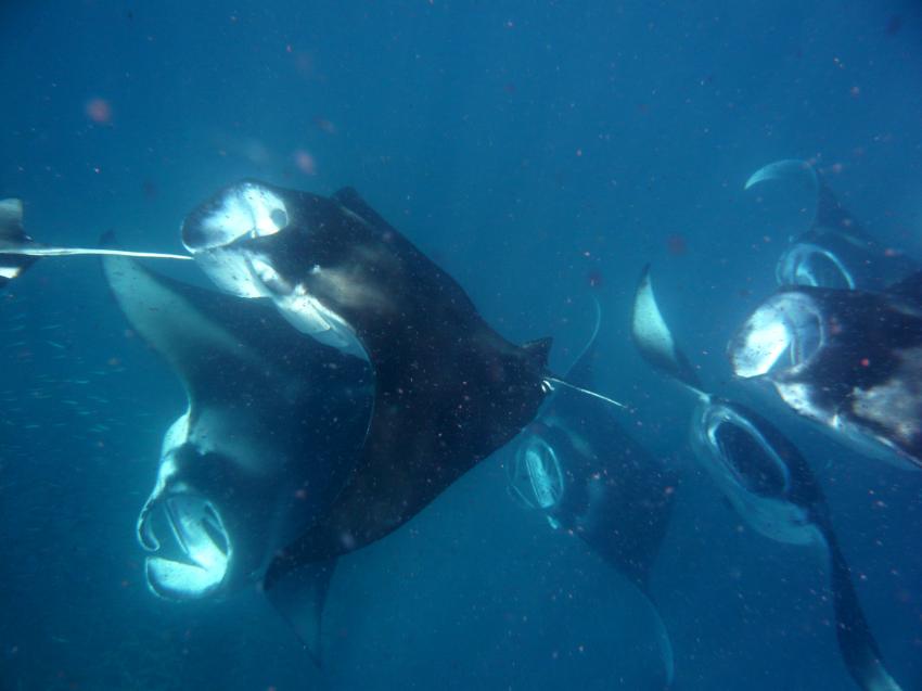 Vilamendhoo, Eurodivers