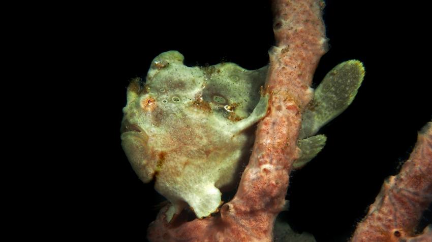 Frogfishmania Part 3, Lembeh Strait,Nord Sulawesi,Indonesien,Anglerfisch,Frogfisch