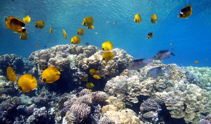 Safaga 01/2011 Teil 4, Safaga - allgemein,Ägypten