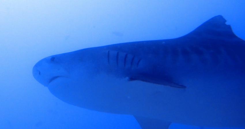 Tigerhai, Hammerhead 2, Malediven