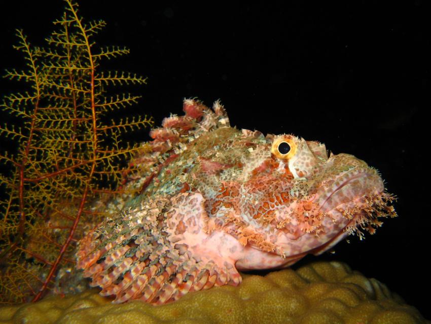 Wakatobi September 09, Wakatobi,Sulawesi,Indonesien,Skorpionsfische,Drachenkopf