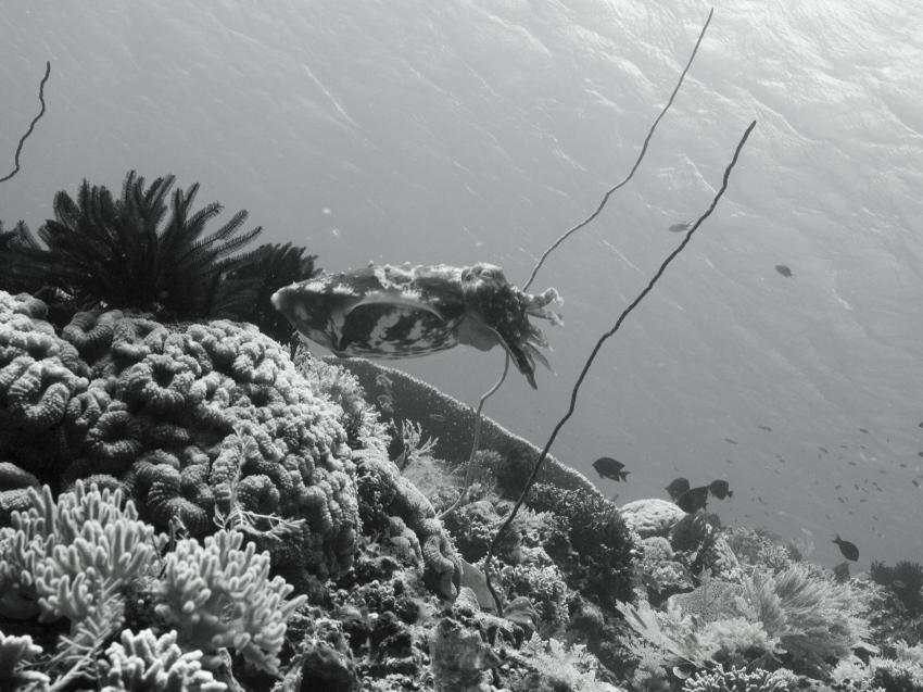 Komodo mit der SY Indo Siren, Orca Dive Club Labuan Bajo Flores,Allgemein,Indonesien,sepia,s/w,schwarz/weiß