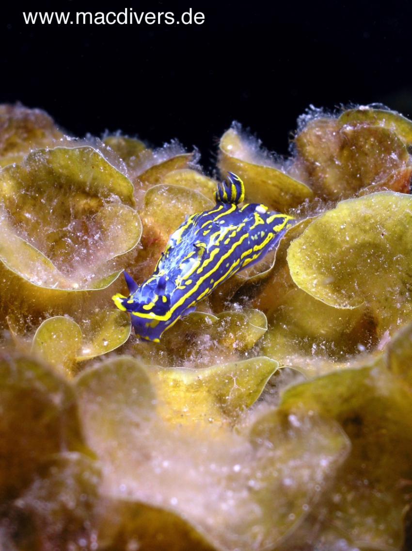 El Hierro, El Hierro,Spanien