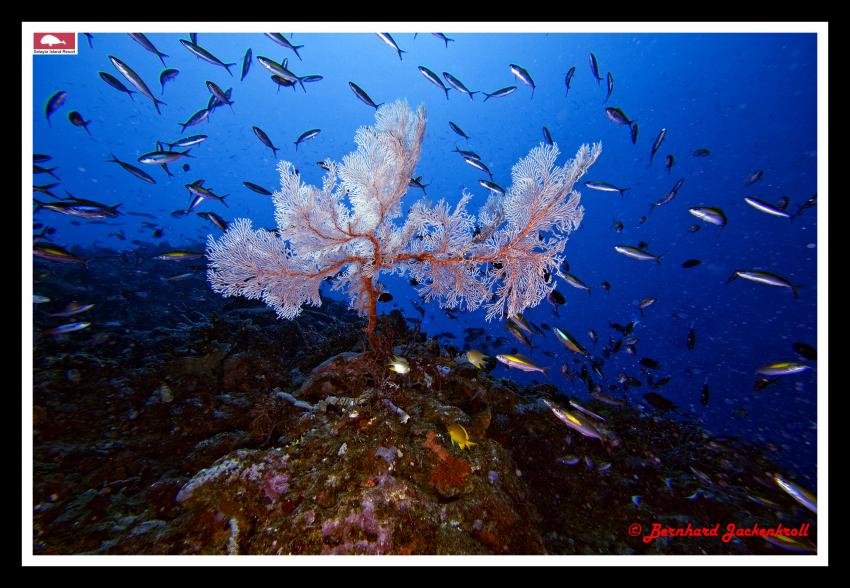 Selayar Island im Dezember, Selayar/Südsulawesi,Indonesien,Rifffische,Korallen,weich,hart