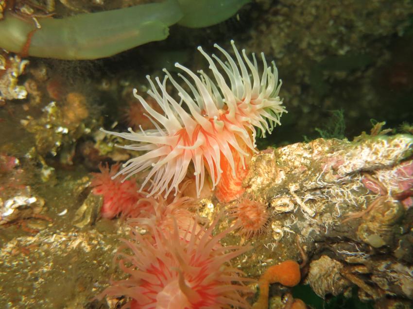 Nord&Ne, Salstraumen, Norwegen