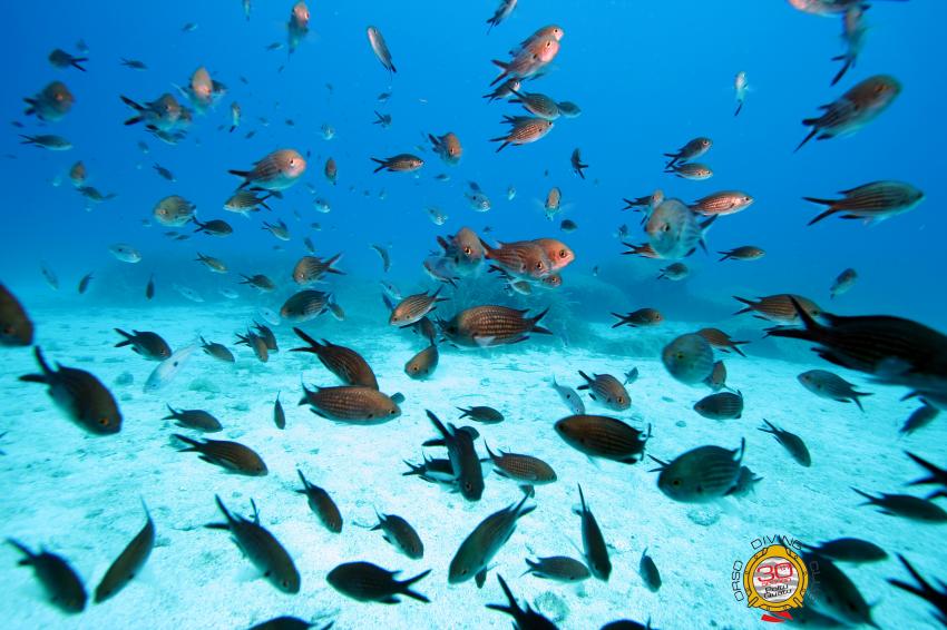 Monchfish,Sardinien,dive, Fish, Sardinian, Dive, Orso diving, Orso Diving Club (Sardinien), Italien, Sardinien