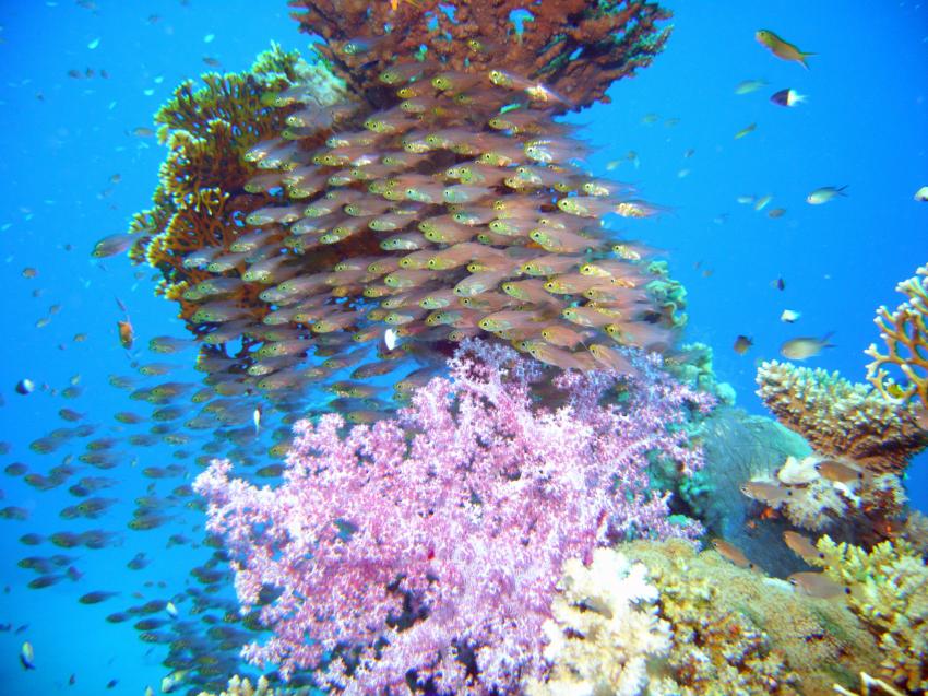 Ras Mohammed, Sharm El Sheikh und Tiran, Ras Mohammed,Ägypten,glasfische,koralle,schutz