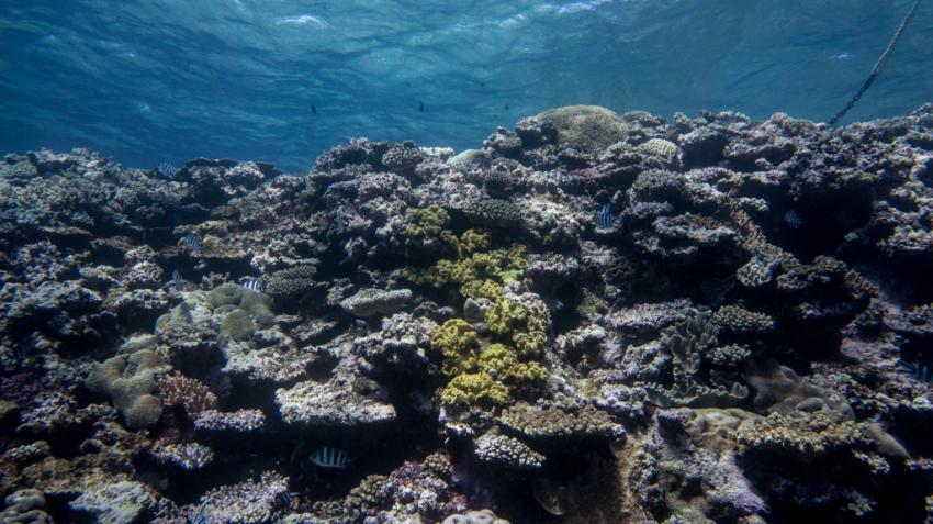 Unterwasserwelt, Ha’apai Beach Resort, Tonga