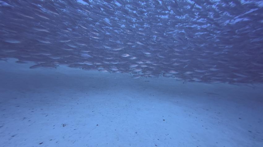 Curacao Divers (Sun Reef Village), Sint Michiel, Niederländische Antillen, Curaçao