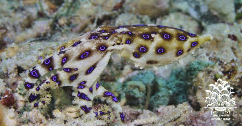 Bluering Octopus, The Three P Romblon Island